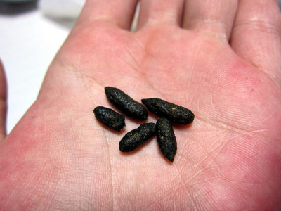 5koro 1197.jpg