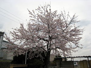 sakura 01.jpg