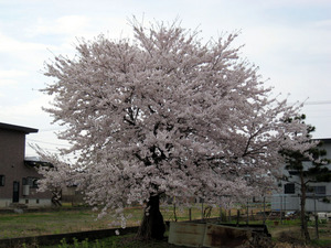 sakura 02.jpg