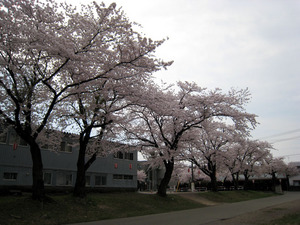 sakura 03.jpg